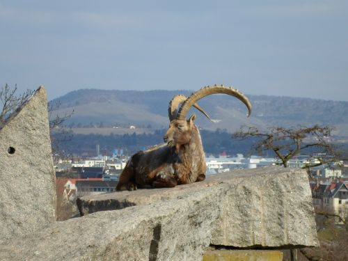 bock capricorn animal