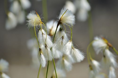 bodensee-the-beach hair grass deschampsia littoralis flower
