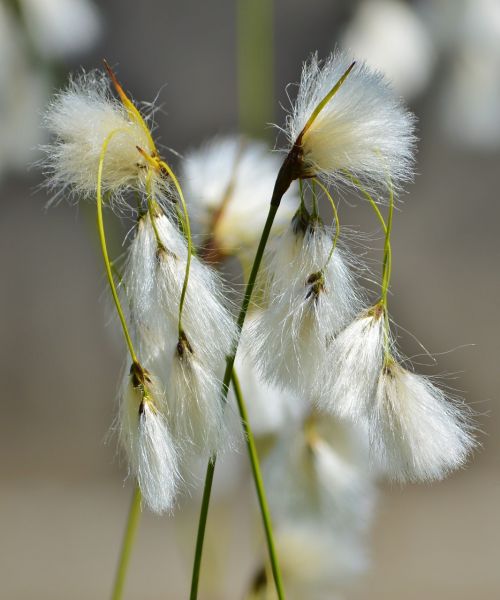bodensee-the-beach hair grass deschampsia littoralis flower