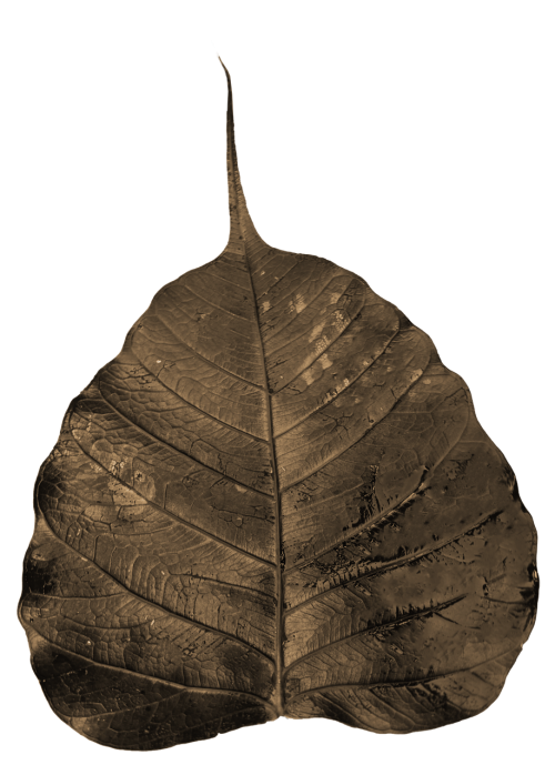 bodhi leaf wilted