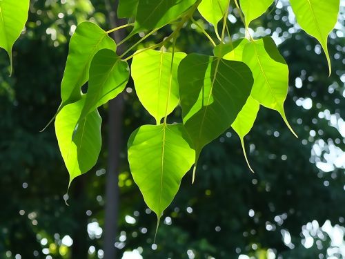 bodhi leaf tree leaf green