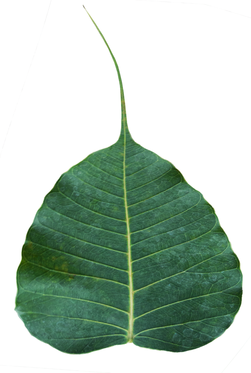 bodhi leaf awakening enlightenment