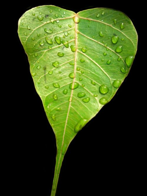 bodhi leaf pipal leaf green leaf