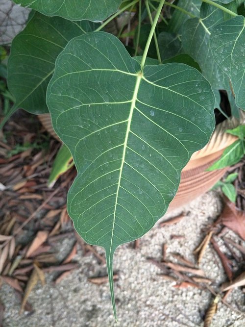 bodhi leaf  plant  leaf