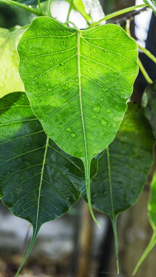 bodhi leaves dewdrop on leaves dew