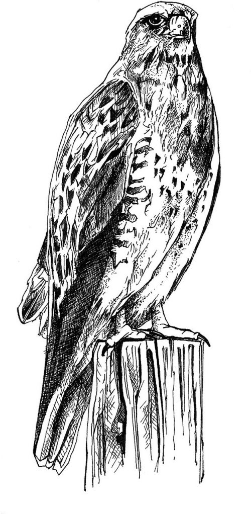 body bird drawing
