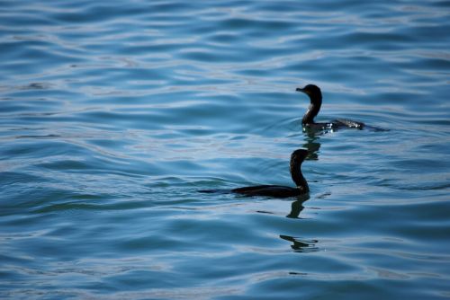 body of water birds sea