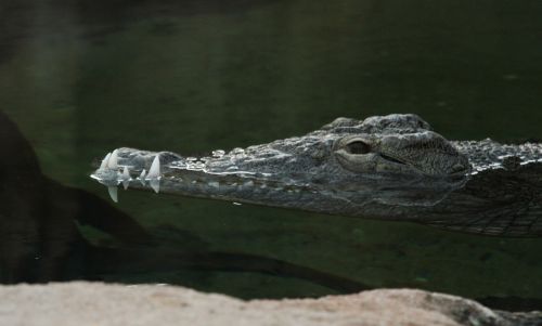 body of water crocodile cold