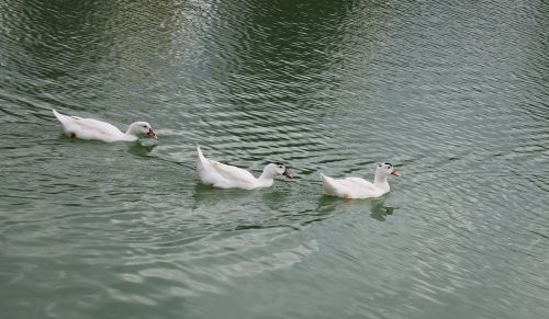 body of water birds lake