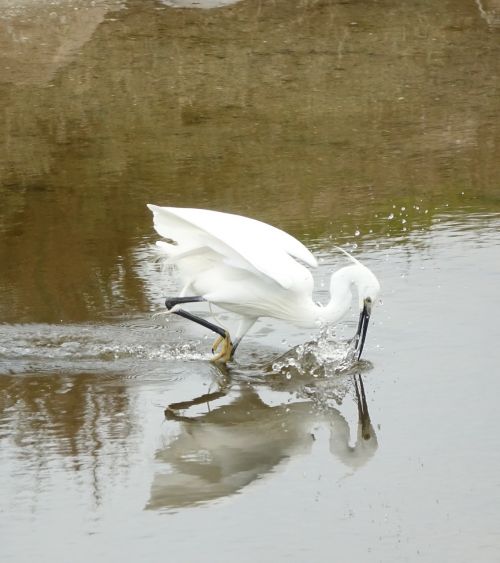 body of water bird egret is washing the beak