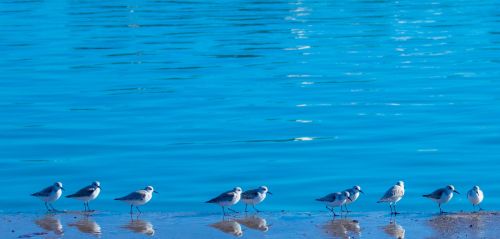 body of water bird nature