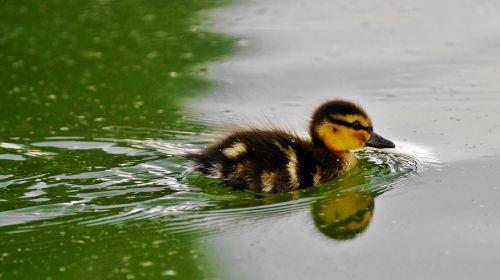 body of water bird duck