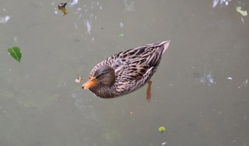 body of water birds nature