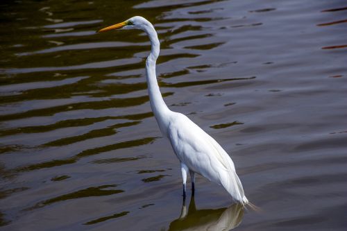 body of water birds nature