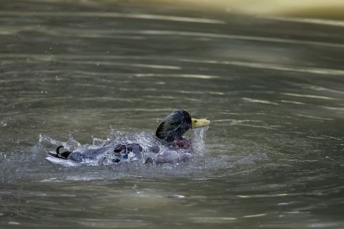 body of water wildlife swimming