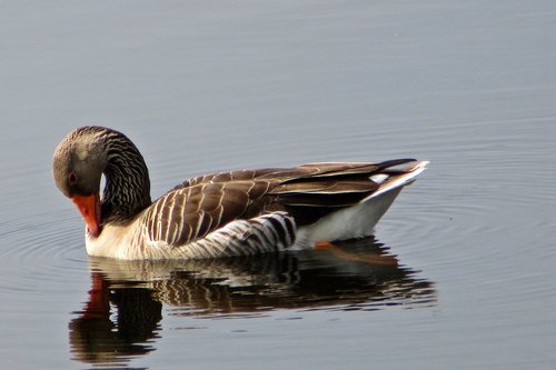 body of water  ducks  birds