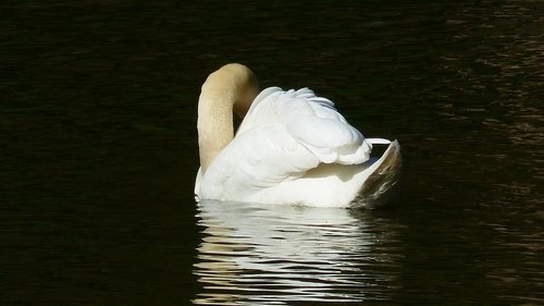 body of water  lake  swan