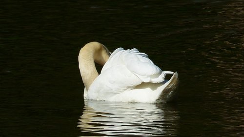 body of water  swan  lake