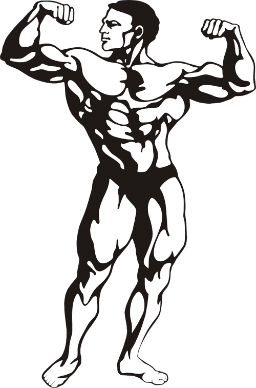 bodybuilder muscles man
