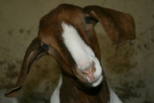 boer goat goat public record