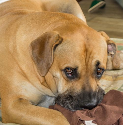 boerboel dog african farmers dog