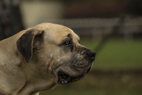 boerboel bulldog south