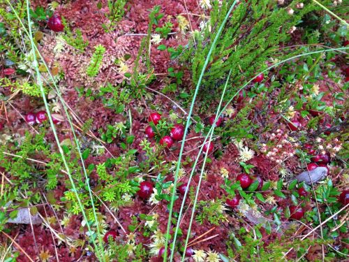 bog cranberries nature