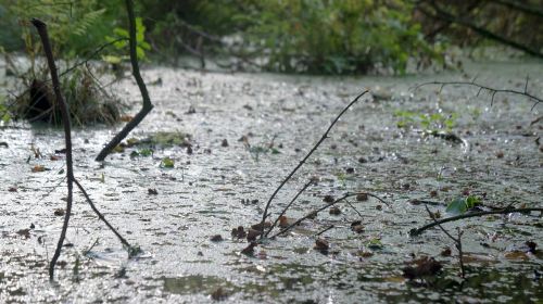 bog wet water