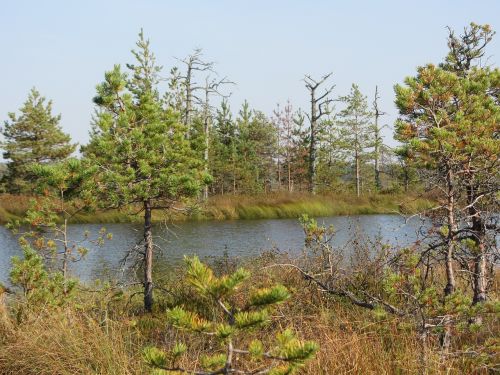 bog autumn nature