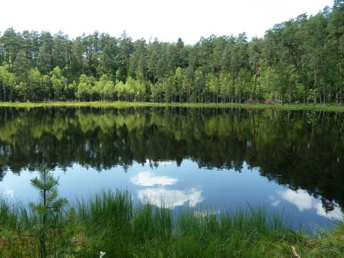 bog lake nature reserve forest