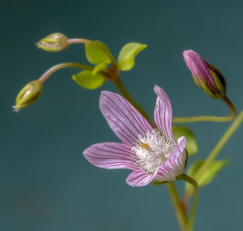 bog-pimpernel  wildflower  rare
