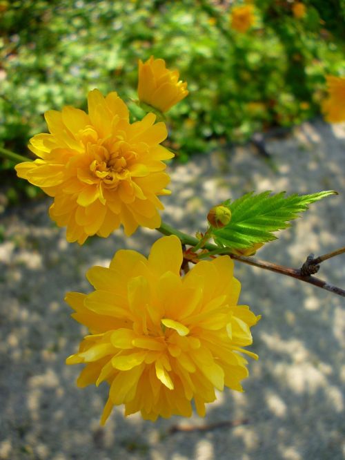 boglárkacserje yellow flower
