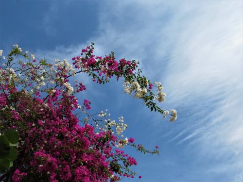 bogondia flowers sky pink flowers