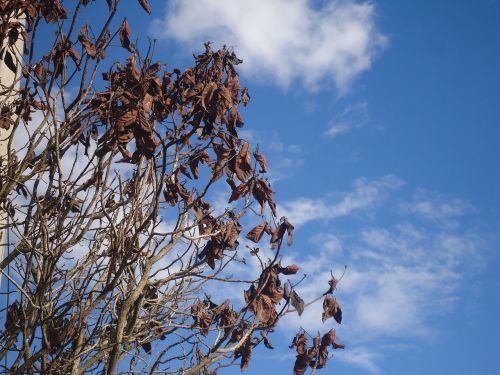bogotá dried leaves soledad