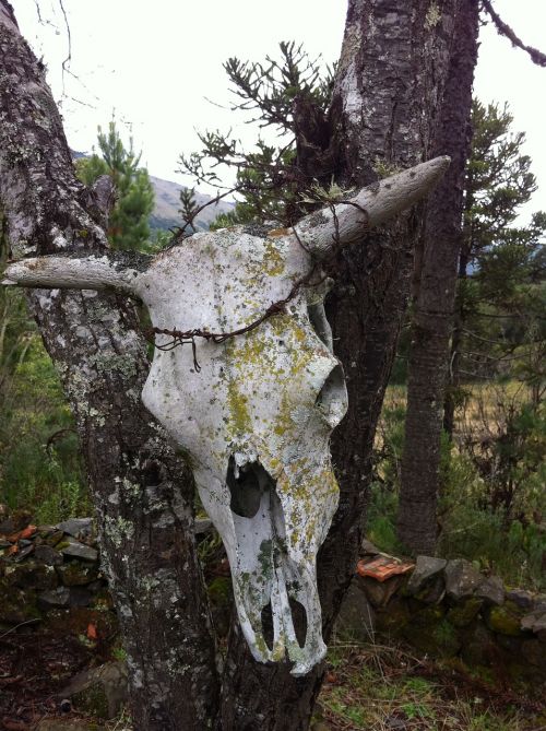 boi ox head skull