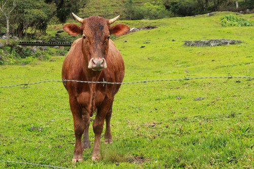 boi  horns  cattle