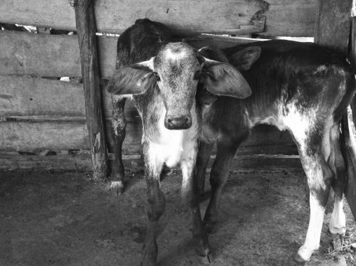 boi calf cattle
