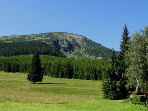 mountain forest meadow