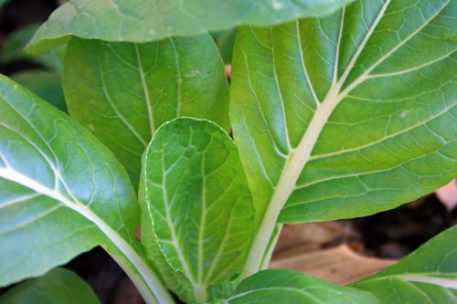 Bokchoi Leaves Close Up