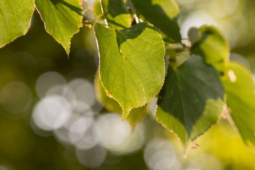 Bokeh