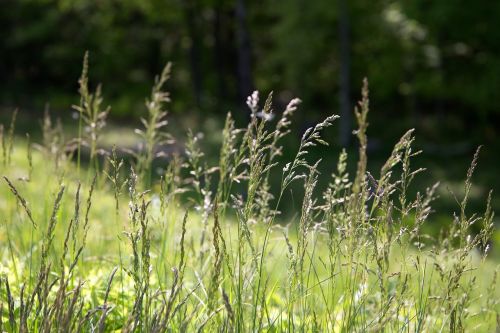 bokeh grass nature