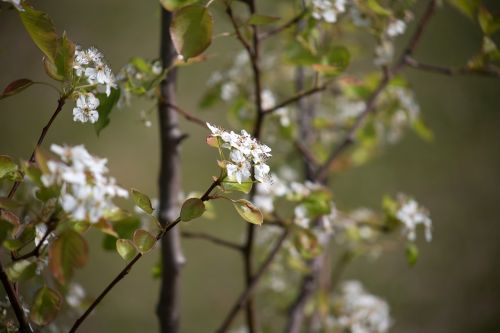 bokeh flowers leaves