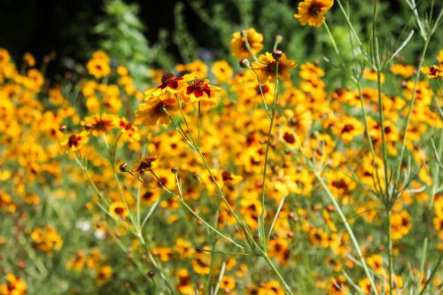 bokeh bright flowers