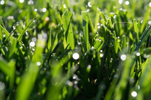 bokeh close up green grass