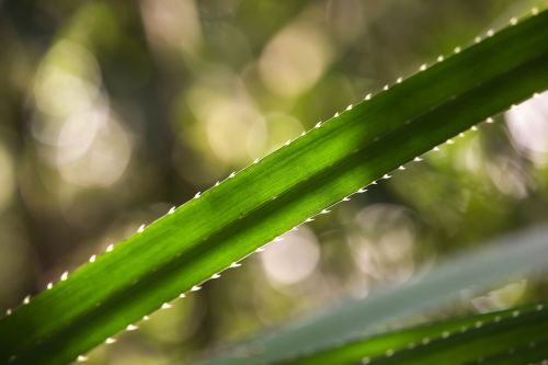 bokeh leaf green