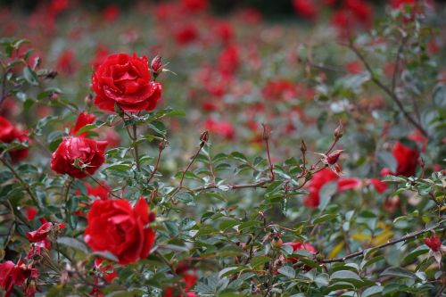 bokeh florets roses