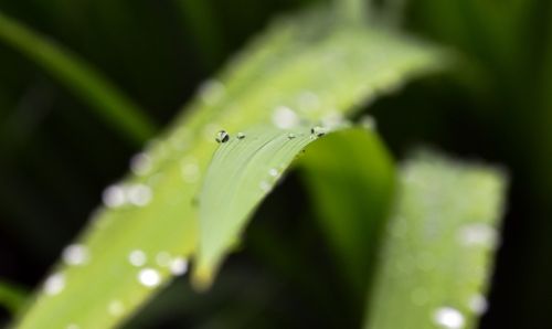 bokeh nature garden