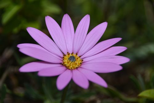 bokeh blur flower
