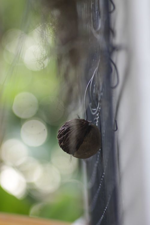 bokeh nature garden