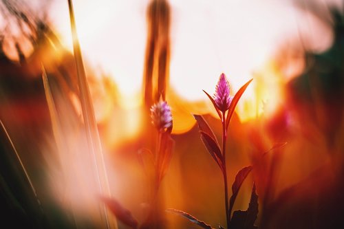 bokeh  nature  flower